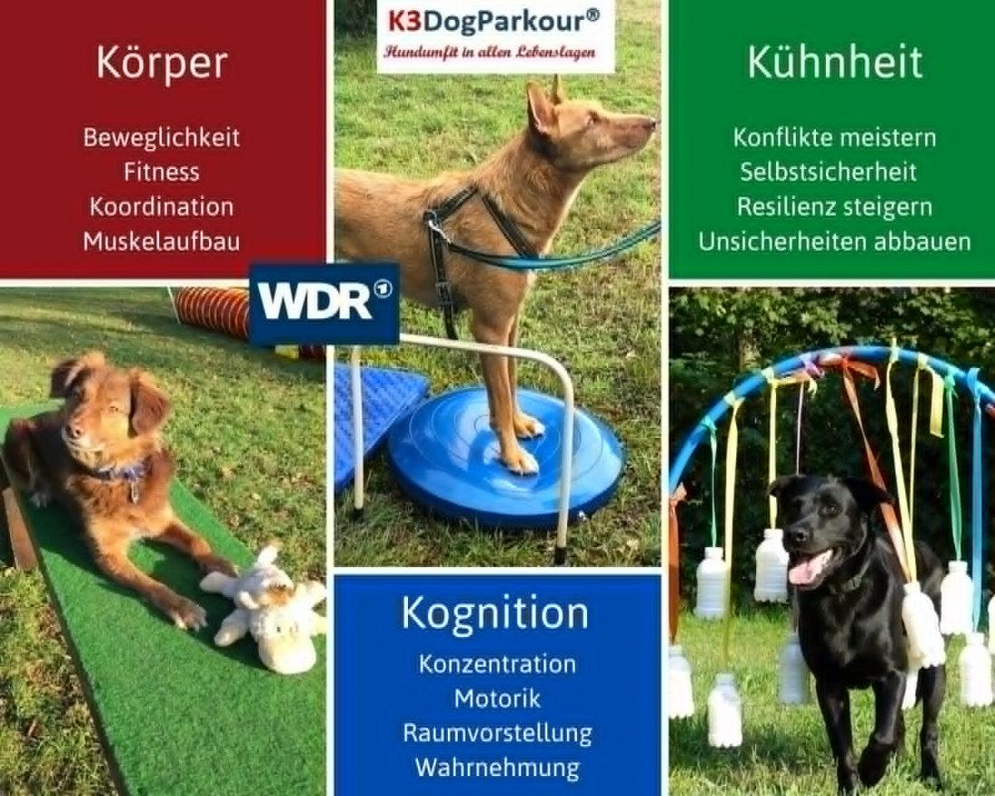 K3 DogParkour